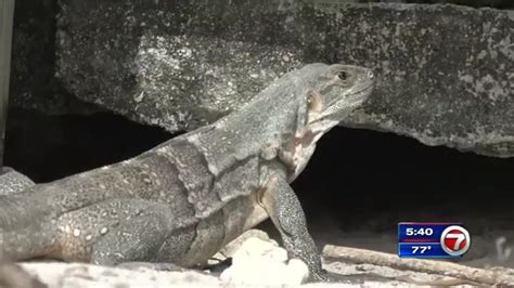 invasive green iguanas thriving in south florida raising concerns wsvn 7news miami news