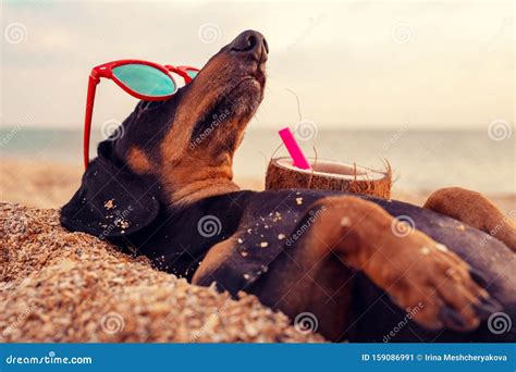 Cute Dog Of Dachshund Black And Tan Buried In The Sand At The Beach