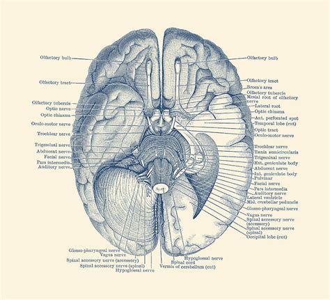 Brain Nervous System Diagram Vintage Anatomy Drawing By Vintage
