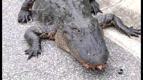 10 Foot Alligator Spotted In Goose Creek South Carolina Still On The