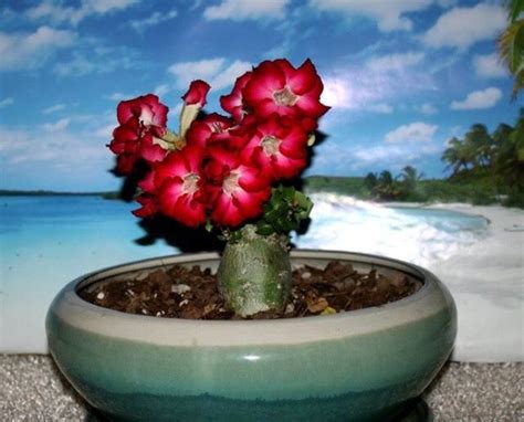 Pin By Grace Cruz On Adenium Aka Desert Rose Cute Garden Ideas Adenium Desert Rose