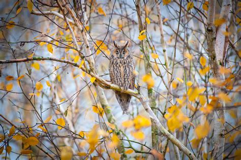 Wallpaper Owl Bird Branches Tree Nature Hd Widescreen High
