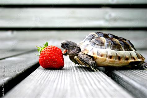 Turtle Eating Strawberry Stock Photo Adobe Stock