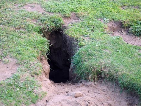 How To Stop Rabbits From Digging Holes On Your Property Pest Pointers