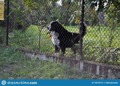 The Dog Behind The Fence Behind The Gate On The Property Looks Through