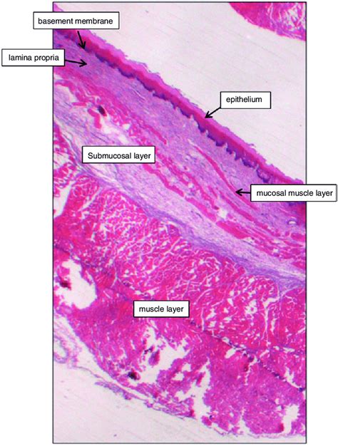 Histological Control Sections Section Of A Normal Pig Oesophagus