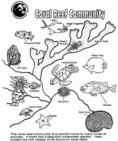 Coral Reef Ocean Coloring Worksheets Webs Breakdown