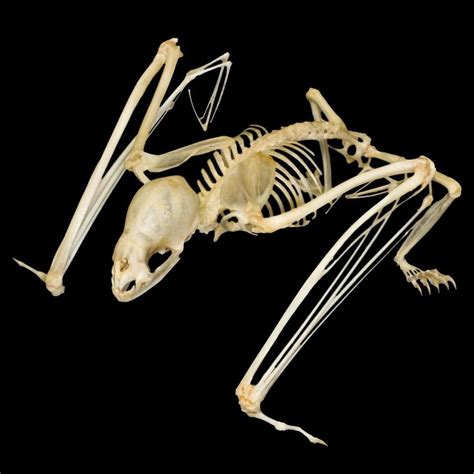 Animal Bones Animal Skeletons Skull And Bones