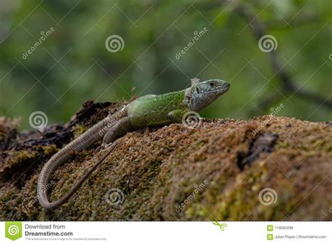 Green European Lizard In Nature Green Lizard Lacerta Viridis Stock