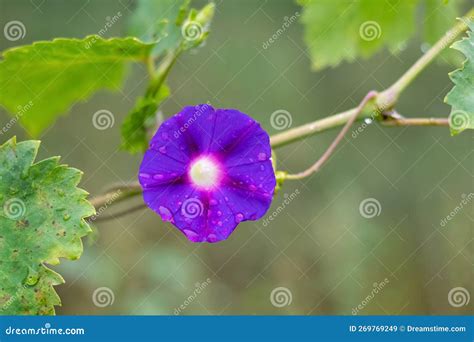 Blue Morning Glory In The Garden On The Flowerbed Stock Image Image