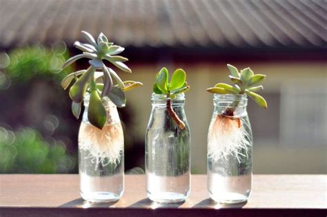 Houseplants In Bottles How To Grow Plants In Water Plants In Bottles