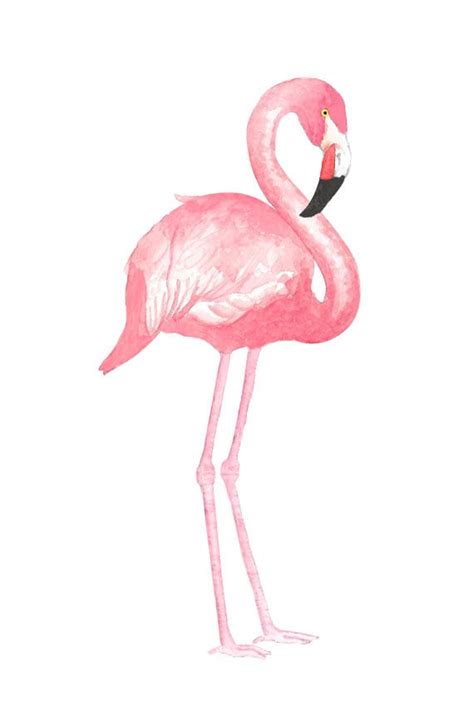 Watercolor Flamingo Clipart Tropical Bird Illustration Etsy