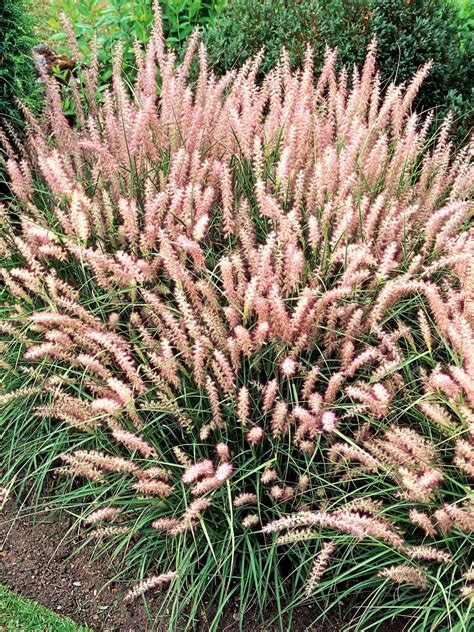 Types Of Ornamental Grasses Grasses Landscaping Landscaping Plants