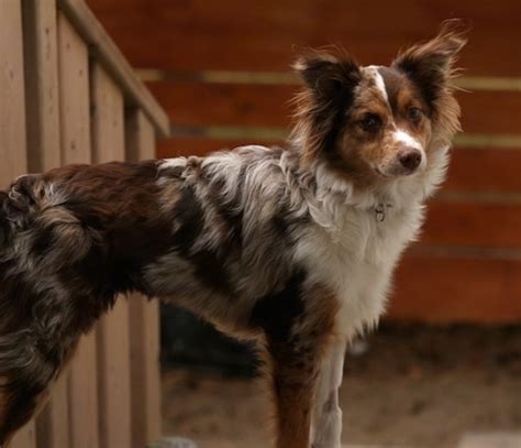 Miniature Australian Shepherd Dog Breed Information And Pictures