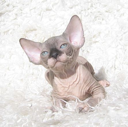 The term mexican hairless cat was generally accepted for any hairless cat. Gallery Talialida Sphynx Cattery