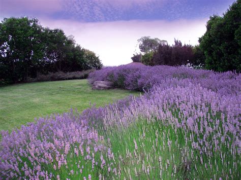 Front Yard Lavender Landscaping A Guide To Creating A Beautiful And
