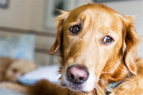 However, these treats are also pretty small and while they work on dogs of all sizes, you may need more than a. Dog Anxiety Medication: Ins & Outs of Calming a Canine ...
