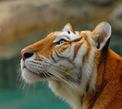 Female Bengal Tiger Explored Busch Gardens View On Blacki Flickr