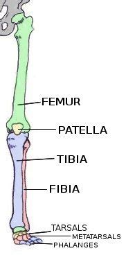 Your legs are two of your most important body parts. Labeled Skeletal System Diagram | Names, The o'jays and ...