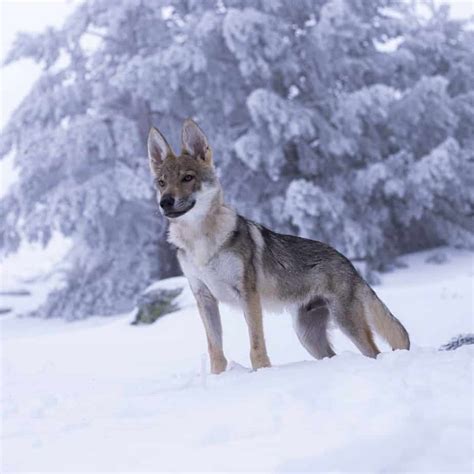 Coyote Dog Mix Breed Information What Is A Coydog Your Dog Advisor
