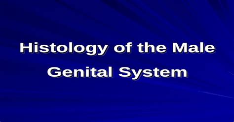 Histology Of The Male Genital System The Male Genital System The Male