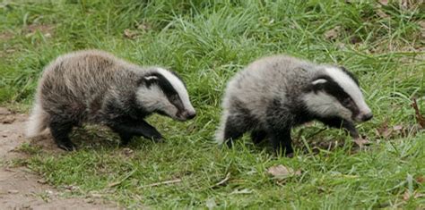 Wildlife Trust Says 130000 Badgers Will Be Killed Over Next Four Years