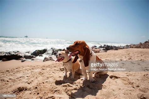 Bassett Hound In Pools Photos And Premium High Res Pictures Getty Images