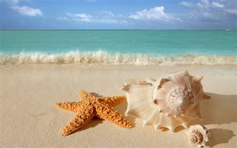 Starfish Seashells Beach Sand Wallpaper 6 Hd Wallpaper