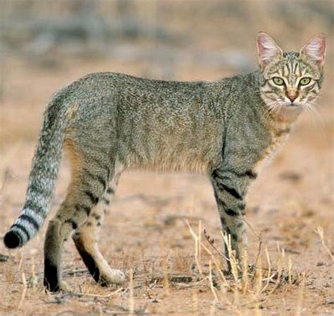 African And Near Eastern Wildcat Felis Lybica African Wild Cat