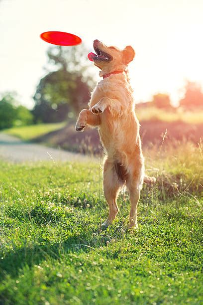 Golden Retriever Running Stock Photos Pictures And Royalty Free Images