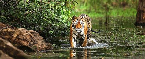 9 Best Wildlife Sanctuaries And National Parks In Madhya Pradesh