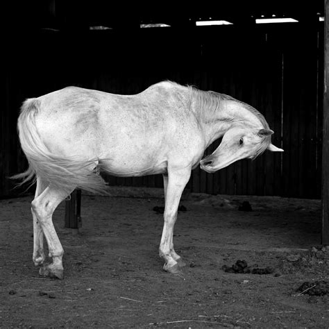 Gambar Hitam Dan Putih Binatang Menyusui Kuda Jantan Rambut Kuda