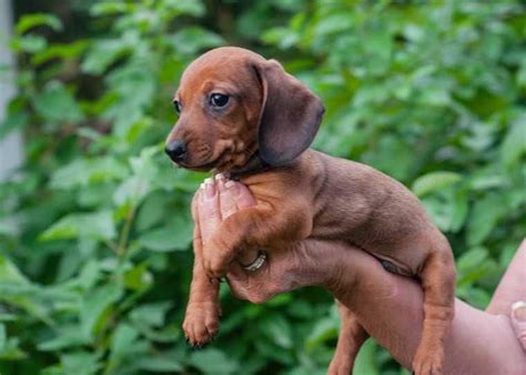Dachshund Puppies For Sale Reno Nv 153980 Petzlover