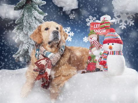 Golden Retriever Merry Christmas Dog Snow Dog Breeds