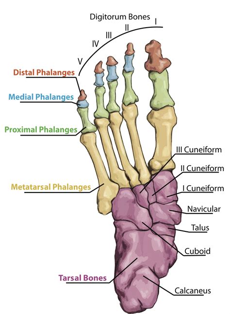Foot Biomechanics Part 9 The Bones Of The Foot And Ankle Biomechanics