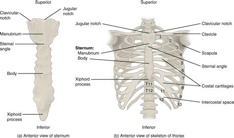 Anatomical landmarks that play an important role in clinical examination and thoracic surgery include the midsternal line, the midclavicular line, and the. The Thoracic Cage | Anatomy and Physiology I