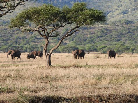 Tanzania Safari 3 Days Ngorongoro Crater And Serengeti