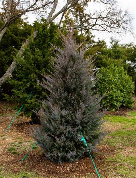 Burkii Eastern Red Cedar Tree Dallas Texas Treeland Nursery