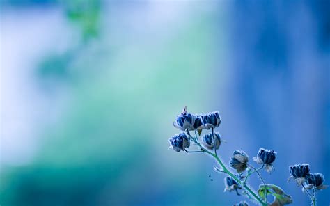 Beautiful Blue Spring Flowers Hd Wallpaper