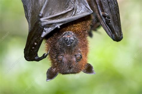 Malayan Flying Fox Stock Image C0041994 Science Photo Library