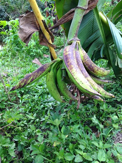 Pisang tanduk goreng sukabumi | yang beli gak putus!!! Suria Helang Lui: Bananas - Pisang Tanduk
