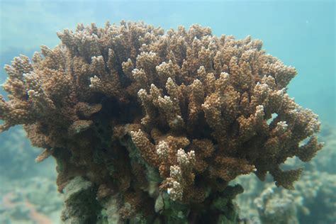 How To Identify Heat Stressed Corals Vectorsjournal