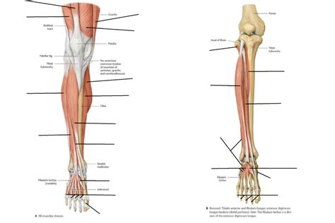 Anterior Superficial And Deep Muscles Of Lower Leg Diagram Quizlet