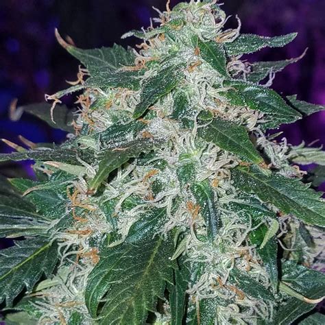 White Widow Ilgm Seed About To Harvest In Wk 1 Of Flush Rautoflowers