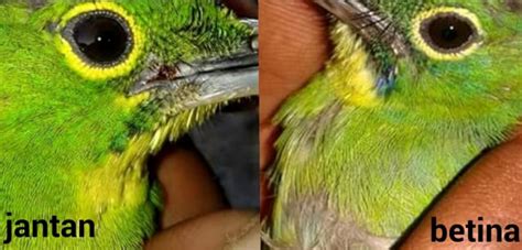 Lovebird jantan lebih rata, betina cenderung melengkung. Cara Membedakan Burung Cucak Ijo - kumparan.com