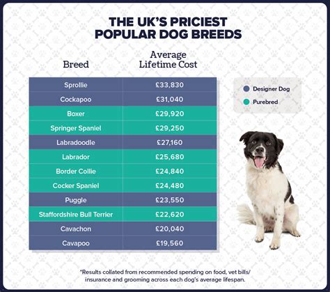 How Much Does The Uks Designer Dog Craze Cost Ocean Finance