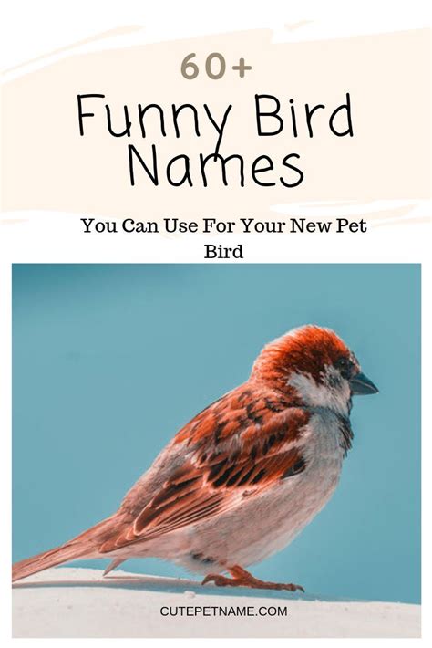 Pet bird name generator for male and female birds. 60+ Funny Bird Names You Can Use For Your New Pet Bird ...