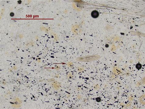 Cordierite In Ppl Showing Characteristic Faint Yellow Halos Low