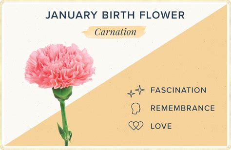 Birthday Flowers The Complete Guide Of Birth Month Flowers