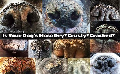 The Blissful Dog Nose Butter® For Your Dogs Rough Dry Crusty Nose